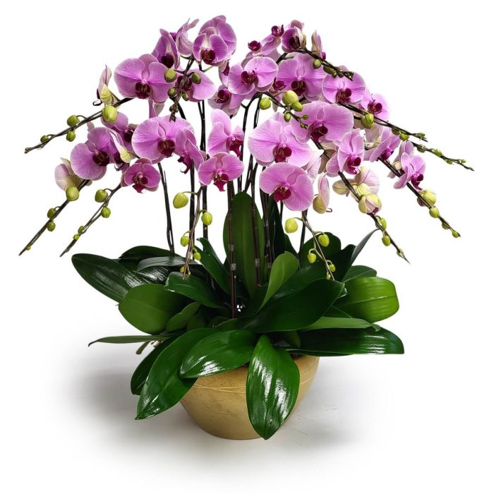 Opulent Pink Orchids