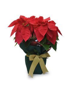 Christmas Poinsettia xmas plant